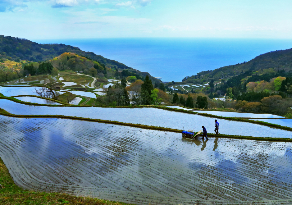 佐渡の人々の取組み