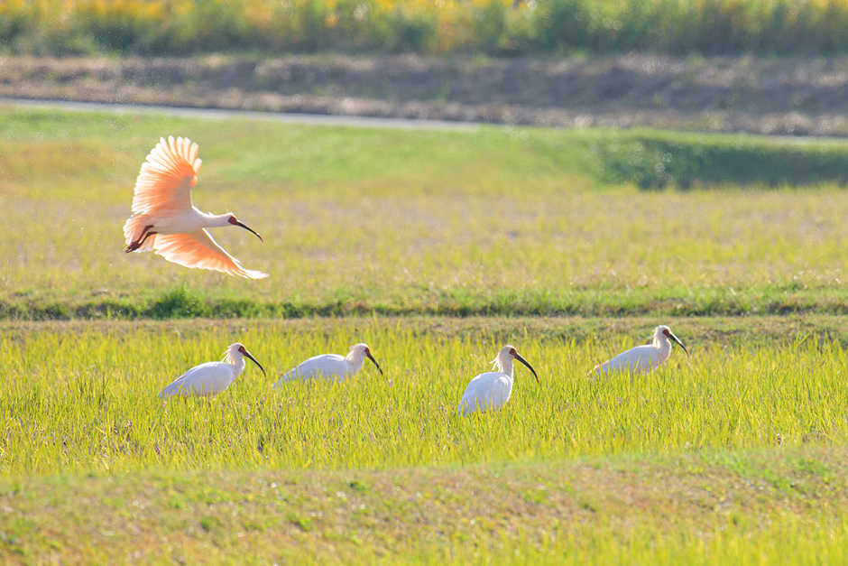 佐渡島の環境を守る農業の取り組み例